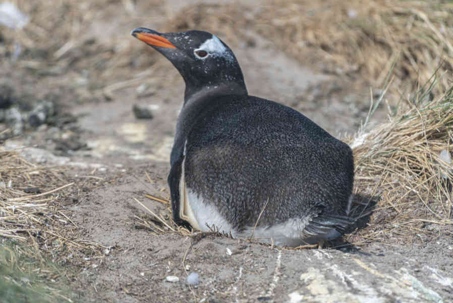Pingüino Papua o Gentoo - islas Falkland o Malvinas 06.jpg